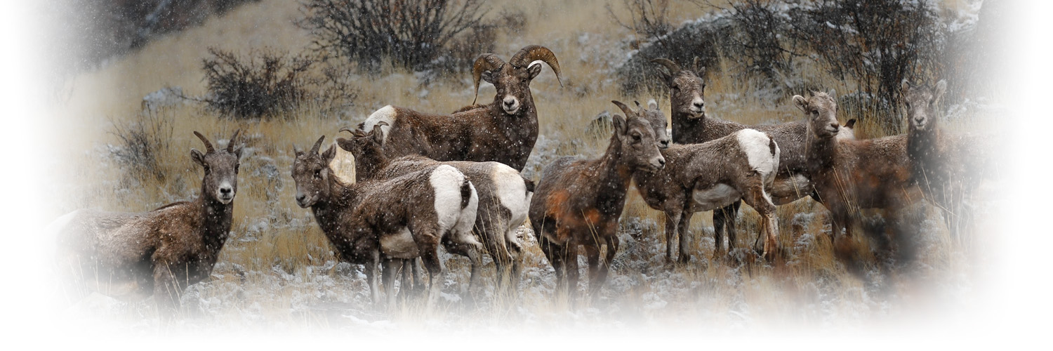 Herd of bighorns in the snow